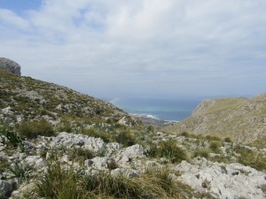IMG_4803 (Medium)